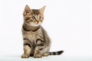 photo of a cat on a plain white background. ai generated