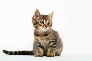 photo of a cat on a plain white background. ai generated