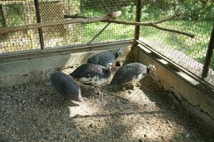 flock of guinea fowl eating in a metal wire cage in a rural area in the morning photo