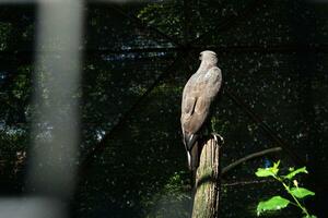 eagle perched on a branch in a zoo cage with sunbathing photo