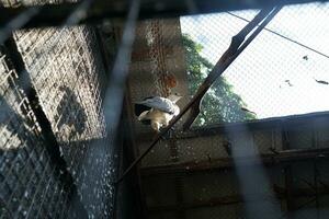 eagle perched on a branch in a zoo cage photo