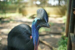 big bird, cassowary with beautiful colored close-up face against forest background in zoo photo