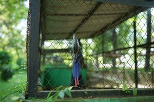 blue face of a cassowary that is wary of the enemy photo