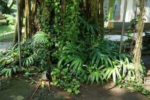 panoramic view of shady forest with various types of plants in the sun photo