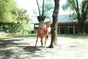 The camel is tied to a large tree to be used as a sacrificial animal as a Muslim celebration photo