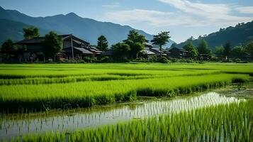 Chinese rural area, mature rice ai generate photo