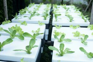 Hydroponic vegetables in foam boxes, organic vegetables, ideas for using waste materials to create benefits. photo