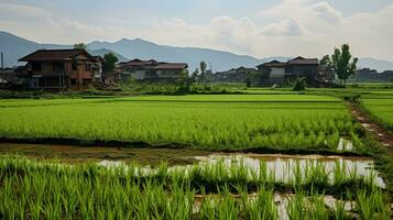 Chinese rural area, mature rice ai generate photo