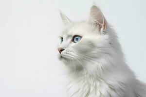 foto de un gato en un llanura blanco antecedentes. ai generado