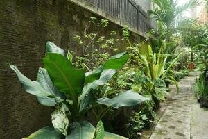 Plants in a botanical garden, sunlight on the leaves, warm summer day photo