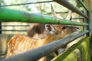 cute deer face in zoo with adorable eyes photo