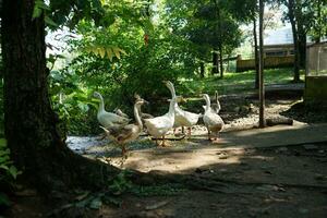 group of geese gather in park with trees and sunshine photo