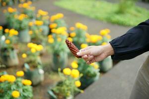 a pine tree seed is held by a girl in a flower plantation photo