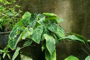 The Elephant Ear Flower or Anthurium crystallinum belongs to the flowering anthuriums in the aroid family Araceae in the garden photo