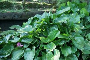 lotus plant in the morning exposed to sunlight photo