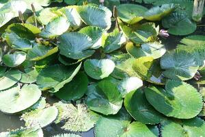 lotus plants in the morning exposed to sunlight in the pond photo