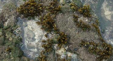 algae plants on the beach, seaweed on the seashore photo