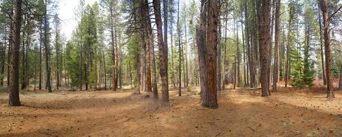 Panorama, ponderosa pines, photo