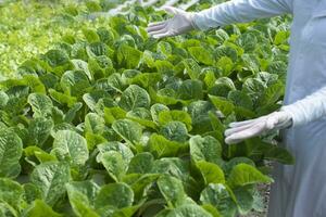 el granja crece saludable, orgánico, hidropónico lechuga, sin suelo. foto