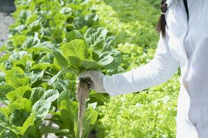 The farm grows healthy, organic, hydroponic lettuce, without soil. photo