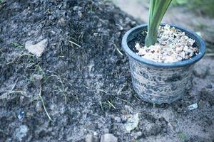 Crushed egg shell recycled as natural organic garden fertilizer on plants at home. photo