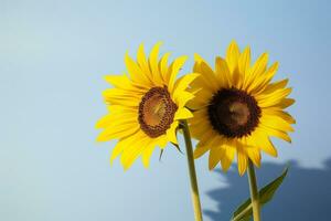 dos girasoles en el soleado ambiente. ligero azul antecedentes con sombra. generativo ai foto