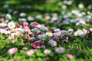 Beautiful daises blossom.The sweet simplicity and genuine beauty of the daisy have made the flower an international emblem of innocence and purity. photo