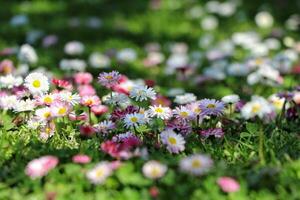 hermosa margaritas florecer.el dulce sencillez y genuino belleza de el margarita tener hecho el flor un internacional emblema de inocencia y pureza. foto