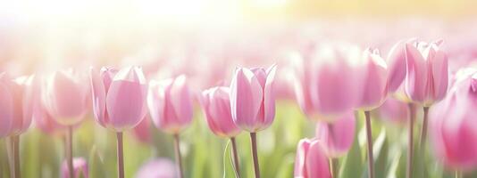 hermosa rosado tulipán en un borroso primavera soleado antecedentes. generativo ai foto