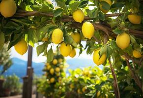Lemons growing in a sunny garden on Amalfi coast in Italy. AI Generated photo