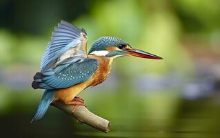 The common kingfisher wetlands bird colored feathers from different birds. Generative AI photo