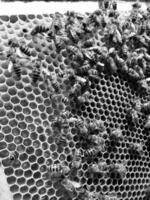 Winged bee slowly flies to honeycomb collect nectar photo