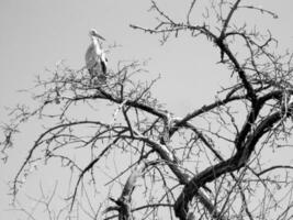 Hermoso pájaro cigüeña con alas se sienta en la rama del árbol viejo foto