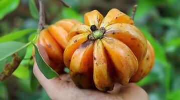 Sri lankan Garcinia morella Gambooge, Garcinia native to South Asia and Southeast Asia. photo