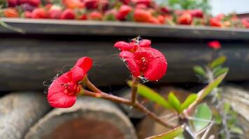 Many kind of jungle flowers, Various types of Rainforest flowers, including heliconias and passion flower. photo