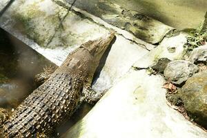 Crocodile sunbathing by the pool photo