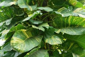 fresh ivory betel leaf outside the garden in the sun photo