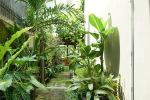 garden with various types of plants behind the house in the morning photo