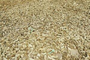 background of corn stalks being dried in the field during the day photo