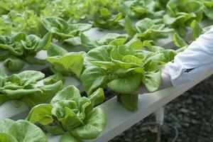 The farm grows healthy, organic, hydroponic lettuce, without soil. photo