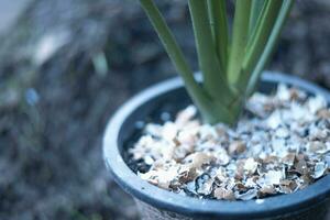 Crushed egg shell recycled as natural organic garden fertilizer on plants at home. photo