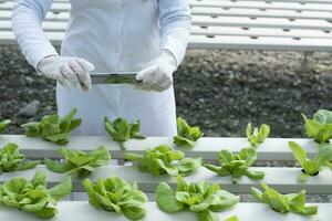 The farm grows healthy, organic, hydroponic lettuce, without soil. photo