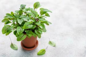 A pot with fresh sorrel microgreens photo