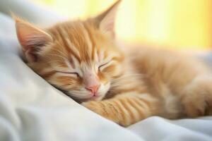 Cute sleeping ginger kitten photo