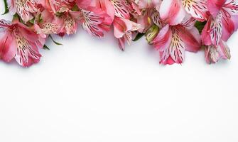 Beautiful Alstroemeria flowers on white background photo