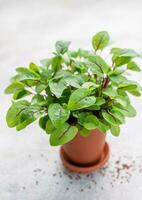 A pot with fresh sorrel microgreens photo