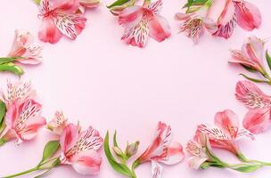 Beautiful Alstroemeria flowers on pink background photo