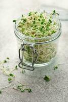 Microgreens grown in a jar. photo