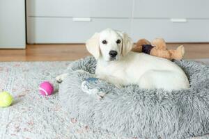 A puppy of a golden retriever is resting in a dog bed. photo