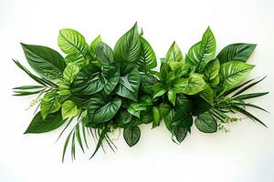 Tropical  green leaves on a white background. photo